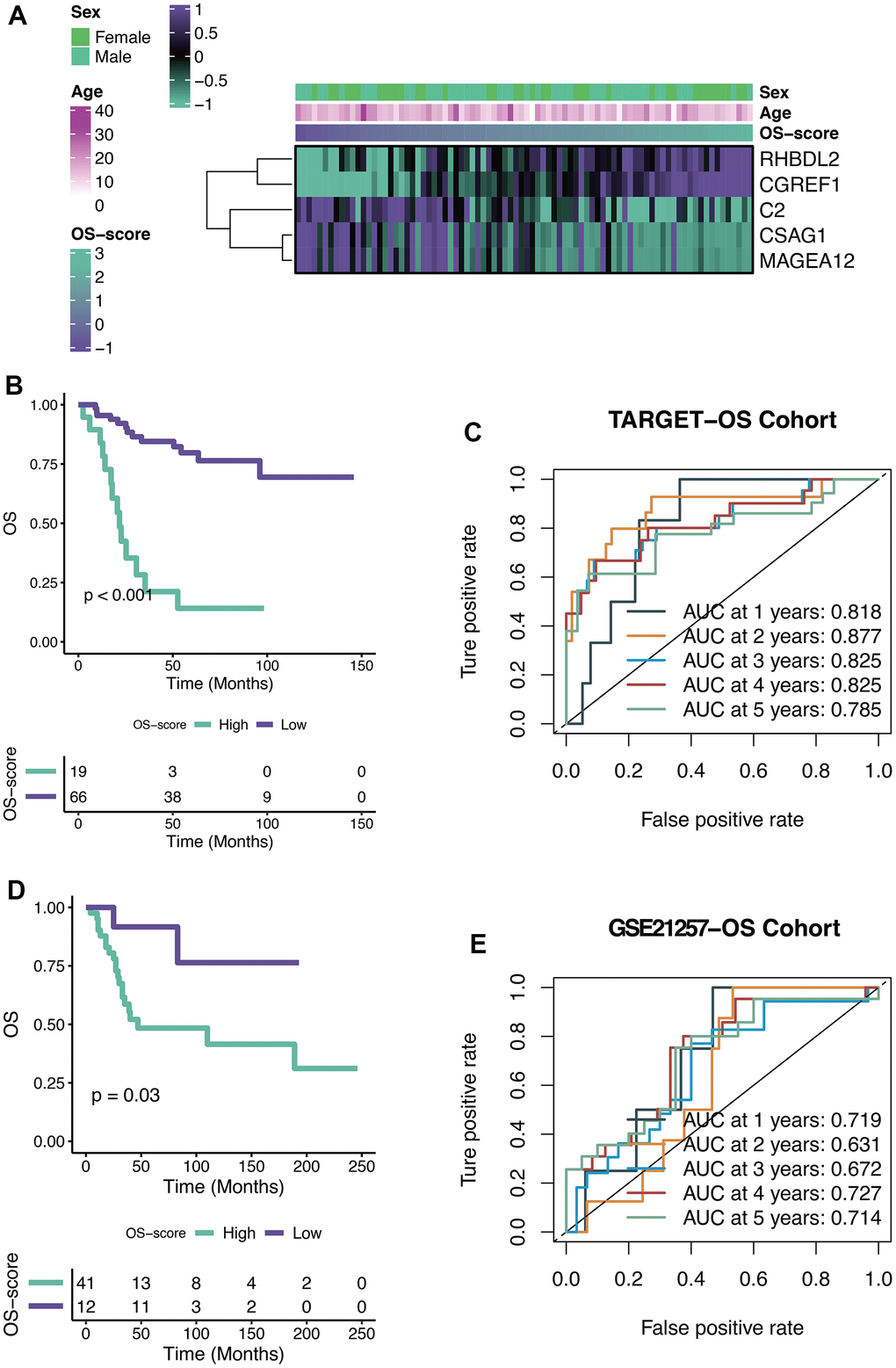 Efficacy of OXS-signature for OS. (A) Heat map showing the relationship between five genes (RHBDL2, CGREF1, C2, CSAG1, and MAGEA12) in the OXS-signature and OS-scores distribution and its clinical characteristics; (B) Kaplan-Meier survival curve showing survival probability of high-OS-score or low-OS-score subgroups for TARGET-OS cohort, with the green curve representing the group with higher OS-scores, and the purple curve representing the group with lower OS-scores; (C) The 1-year, 2-year, 3-year, 4-year, and 5-year survival ROC curves predicted by the OXS-signature for TARGET-OS cohort, with curves in different colors referring to the AUC for different years; (D) Kaplan-Meier survival curve showing survival probability of high-OS-score or low-OS-score subgroups for GSE21257-OS cohort, with the green curve indicating the group with higher OS-scores, and the purple curve indicating the group with lower OS-scores; (E) The 1-year, 2-year, 3-year, 4-year, and 5-year survival ROC curves predicted by the OXS-signature for GSE21257-OS cohort, with curves in different colors representing the AUC for different years.