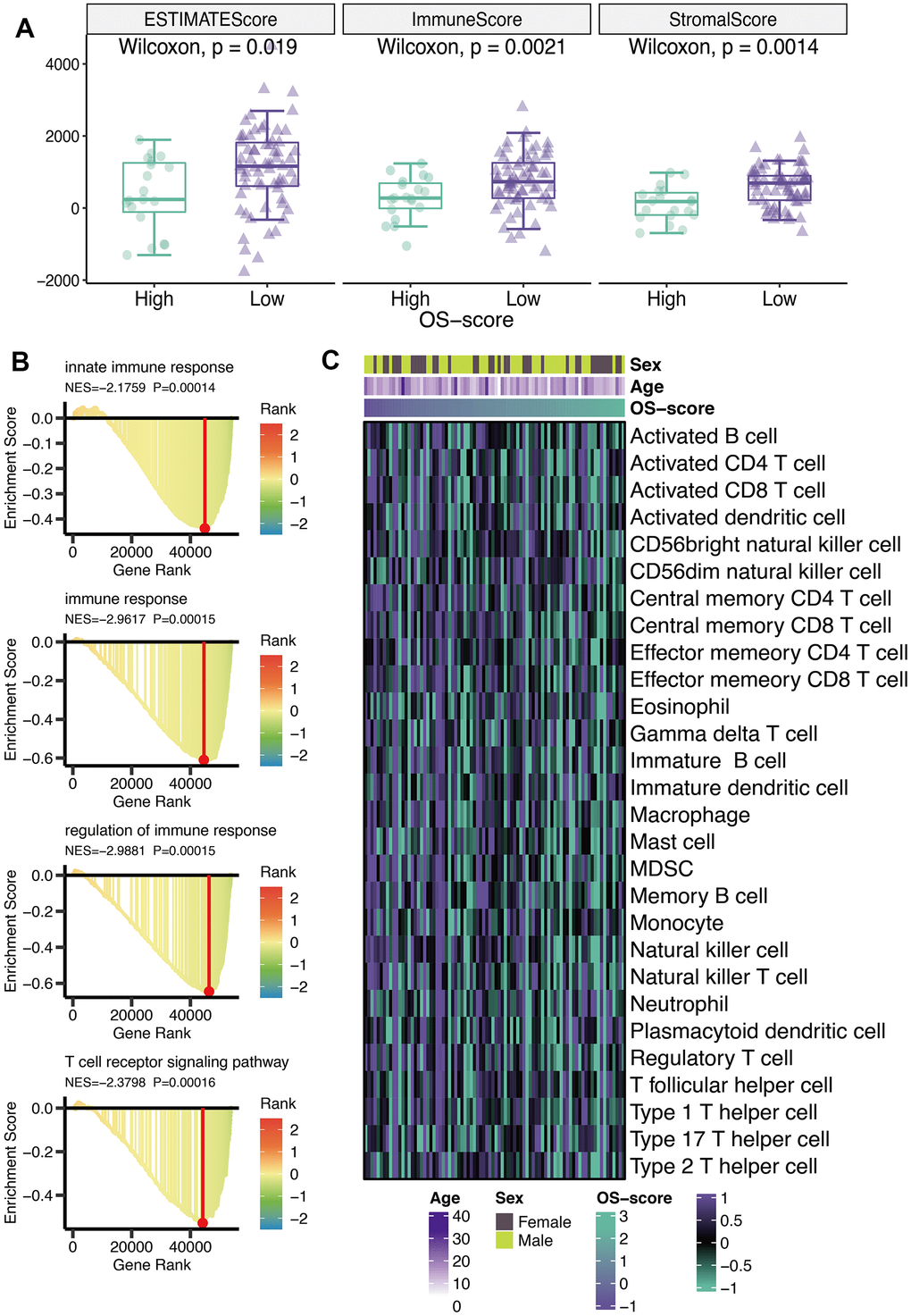 Immunological characteristics of OXS-signature for TARGET-OS. (A) The box plot comparing the differences between high- and low-OS-score on ESTIMATE score, immune score, and stromal score, with the green images representing the group with higher OS-scores, and the purple images representing the group with lower OS-scores; (B) GO analysis for immune-related pathways potentially regulated by OXS-signature; (C) The heatmap of the abundance of infiltrating immune cell populations at different OS-scores.
