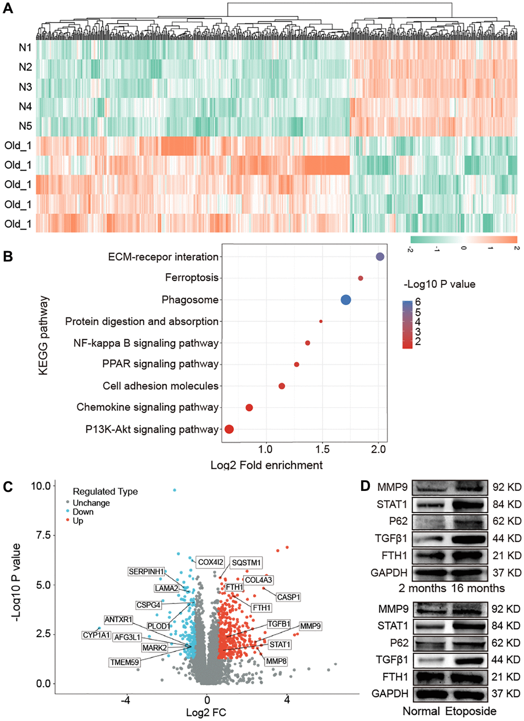 Impact of aging on mouse lung proteomics. (A) Hierarchical clustering of protein analysis. Blue to red indicate low-to-high expression levels. (B) KEGG pathway analysis exhibited that the screened differentially expressed proteins were enriched in pathways including ECM−receptor interaction, ferroptosis, phagosome, protein digestion and absorption, NF-kappa B signaling pathway, PPAR signaling pathway, and cell adhesion molecules. (C) Differentially expressed proteins related to ferroptosis, autophagy, mitochondria, and fibrosis were screened. (D) Western blot assay identified that the expression levels of FTH1, TGFβ1, P62, STAT1, MMP9 increased in aging mice compared with those in young mice. The in vitro result was consistent with the in vivo one.