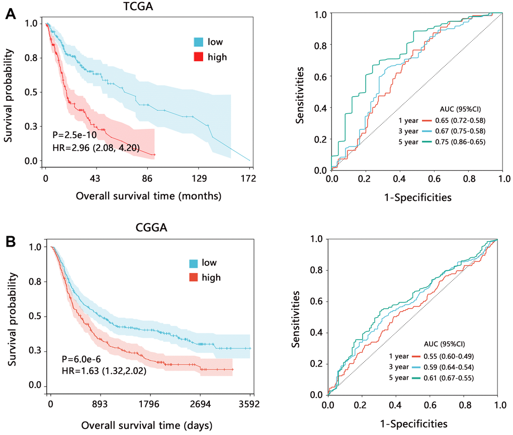 The prognostic value of CD86 in HGG regarding the overall survival time. Kaplan-Meier analysis and ROC analysis based on the data from (A) TCGA and (B) CGGA databases. Abbreviation: HR, Hazard ratio; CI, confidence interval; AUC, area under curve.