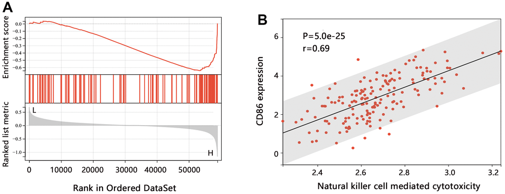 The pathway enrichment analysis in HGG. (A) GSEA analysis on CD86. (B) Relation between the ssGSEA score of each sample and CD86 expression level.