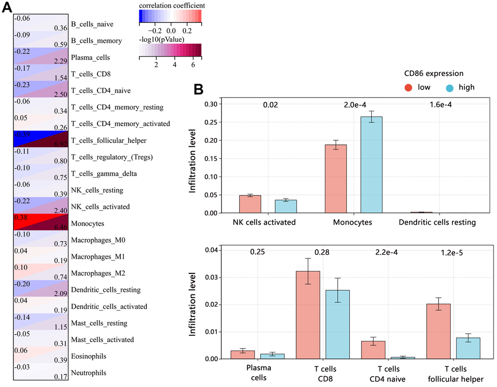 Correlation between CD86 and immune infiltrates in HGG. (A) Immune microenvironment score by CIBERSORT algorithm. (B) The difference in immune infiltration level between CD86 high and low expression groups.