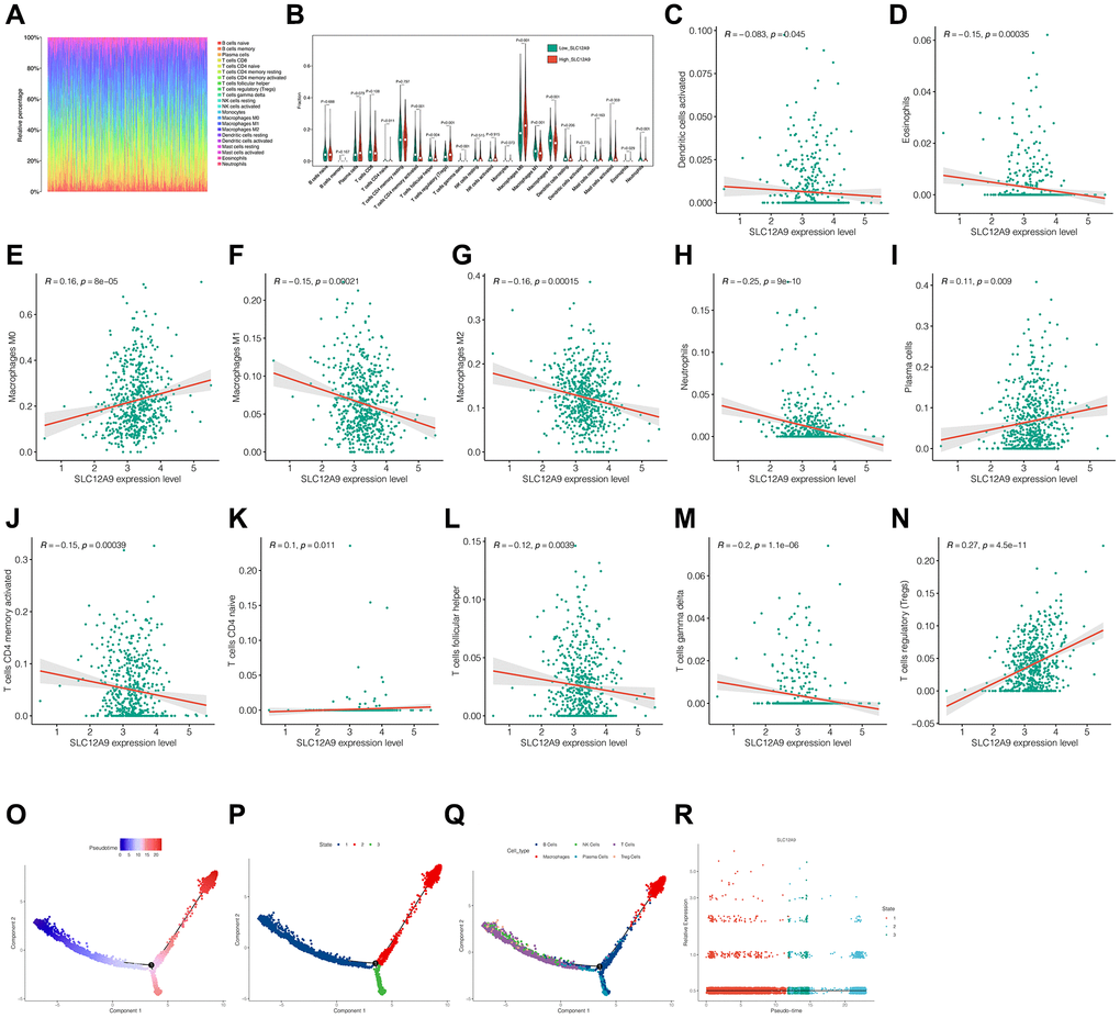 Correlation analysis of immune cell infiltration. (A) Immune landscape of colorectal cancer sample from the TCGA dataset. (B) Infiltration of different immune cells between high and low SLC12A9. (C–N) Correlation analysis between SLC12A9 and immune cells. (O–R) Pseudo-time series analysis of immune cells and SLC12A9.