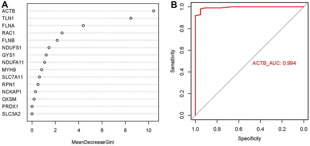 Importance score and ROC curves assessed by RF model. (A) The importance score of the 15 disulfidptosis modulators on the basis of the RF model. (B) ROC curves indicated ACTB with the AUC value of 0.994.