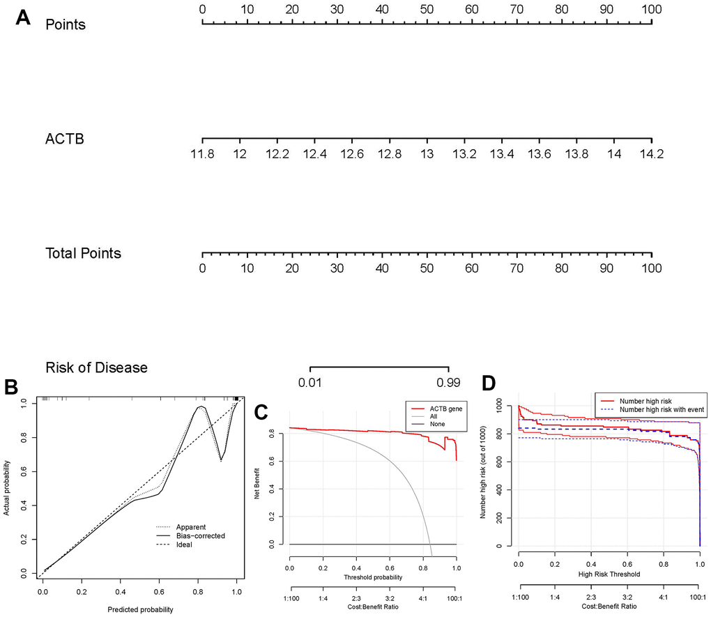 Establishment of the nomogram model. (A) The nomogram model was established on the basis of ACTB. (B) The calibration curve was utilized to evaluate the predictive accuracy of the nomogram model. (C) Decisions on the basis of this nomogram model may be beneficial to GC patients. (D) The clinical impact curve was used to assess clinical impact of the nomogram model.