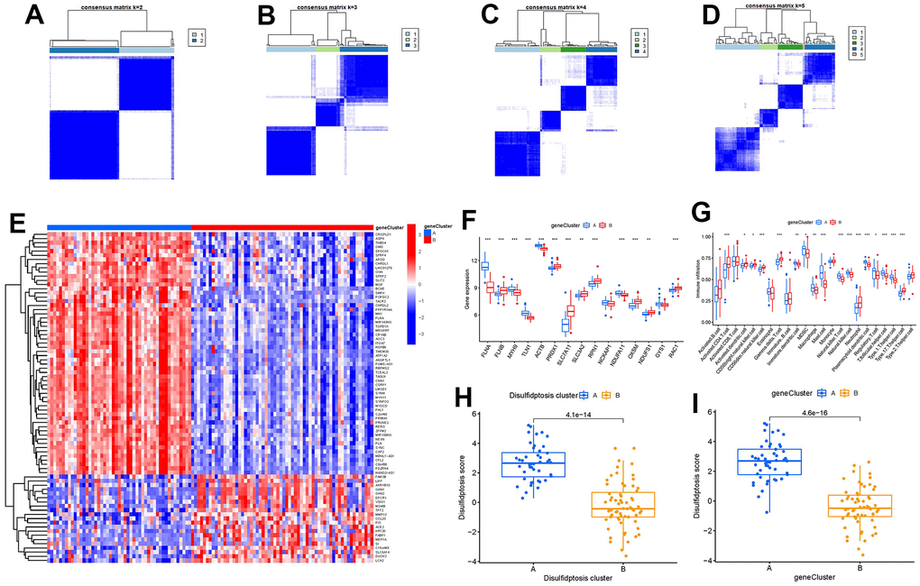 Consensus clustering of the 79 disulfidptosis-associated DEGs in GC. (A–D) Consensus matrices of the 79 disulfidptosis-associated DEGs for k = 2–5. (E) Expression heat map of the 79 disulfidptosis-associated DEGs in gene clusterA and gene clusterB. (F) Differential expression boxplots of the 15 significant disulfidptosis modulators in gene clusterA and gene clusterB. (G) Differential immune cell infiltration between gene clusterA and gene clusterB. (H) Differences in disulfidptosis score between clusterA and clusterB. (I) Differences in disulfidptosis score between gene clusterA and gene clusterB. *p 