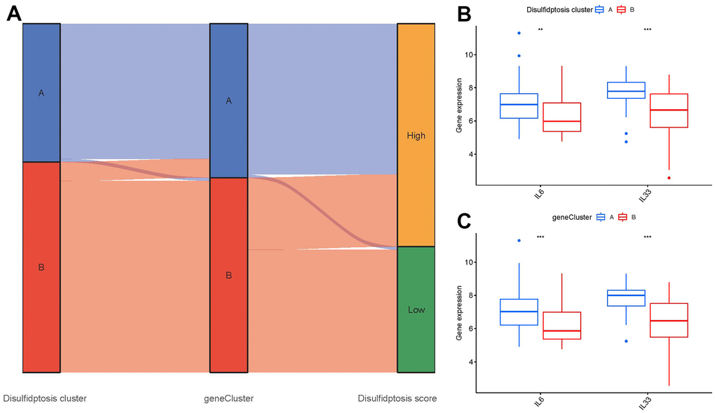Role of disulfidptosis patterns in distinguishing GC. (A) Sankey diagram showing the relationship between disulfidptosis patterns, disulfidptosis gene patterns, and disulfidptosis scores. (B) Differential expression levels of immune-related genes between clusterA and clusterB. (C) Differential expression levels of immune-related genes between gene clusterA and gene clusterB. **p 
