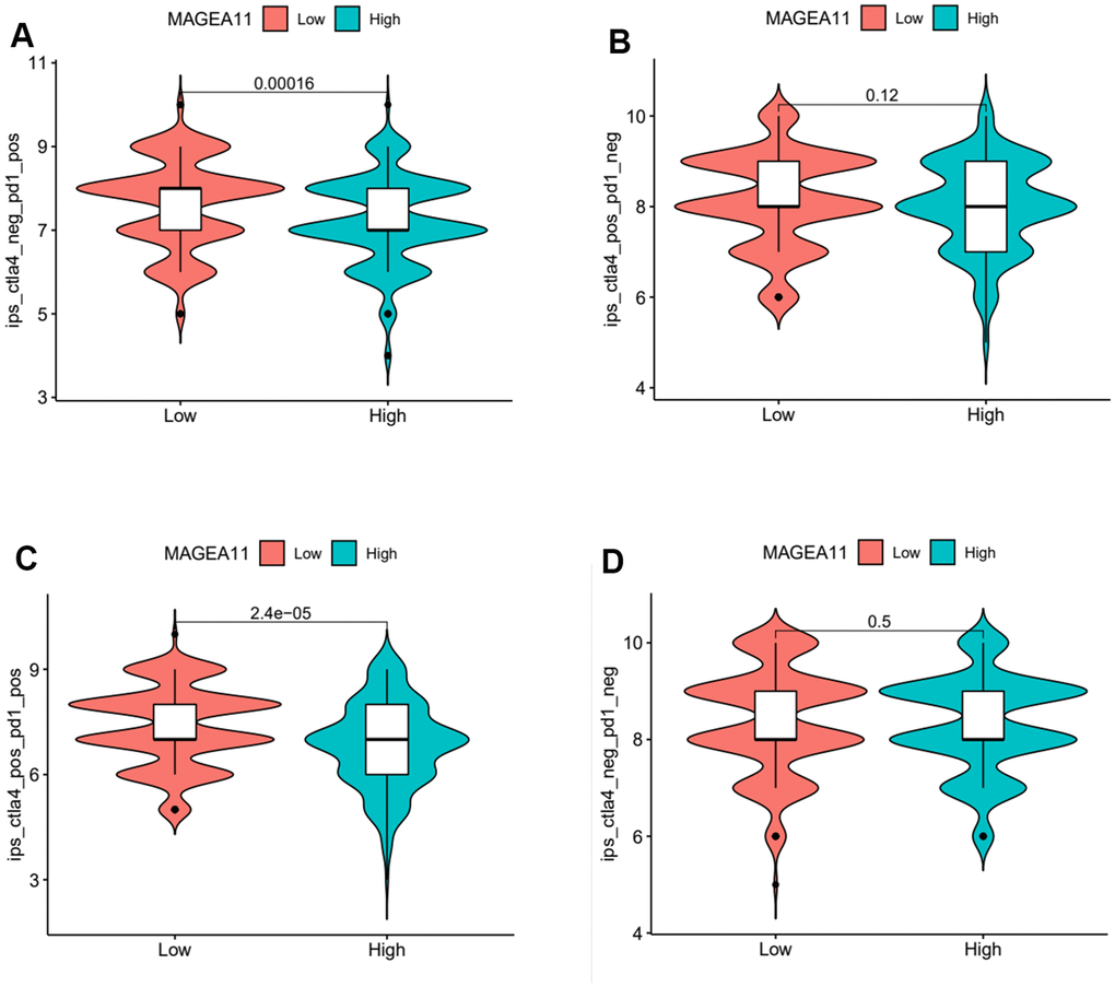 Violin plot of MAGE-A11 expression and sensitivity to immunotherapy. (A) Anti-PD1 immunotherapy. (B) Anti-CTLA4 immunotherapy. (C) Anti-PD1 and CTLA4 immunotherapy. (D) Non-immunotherapy.