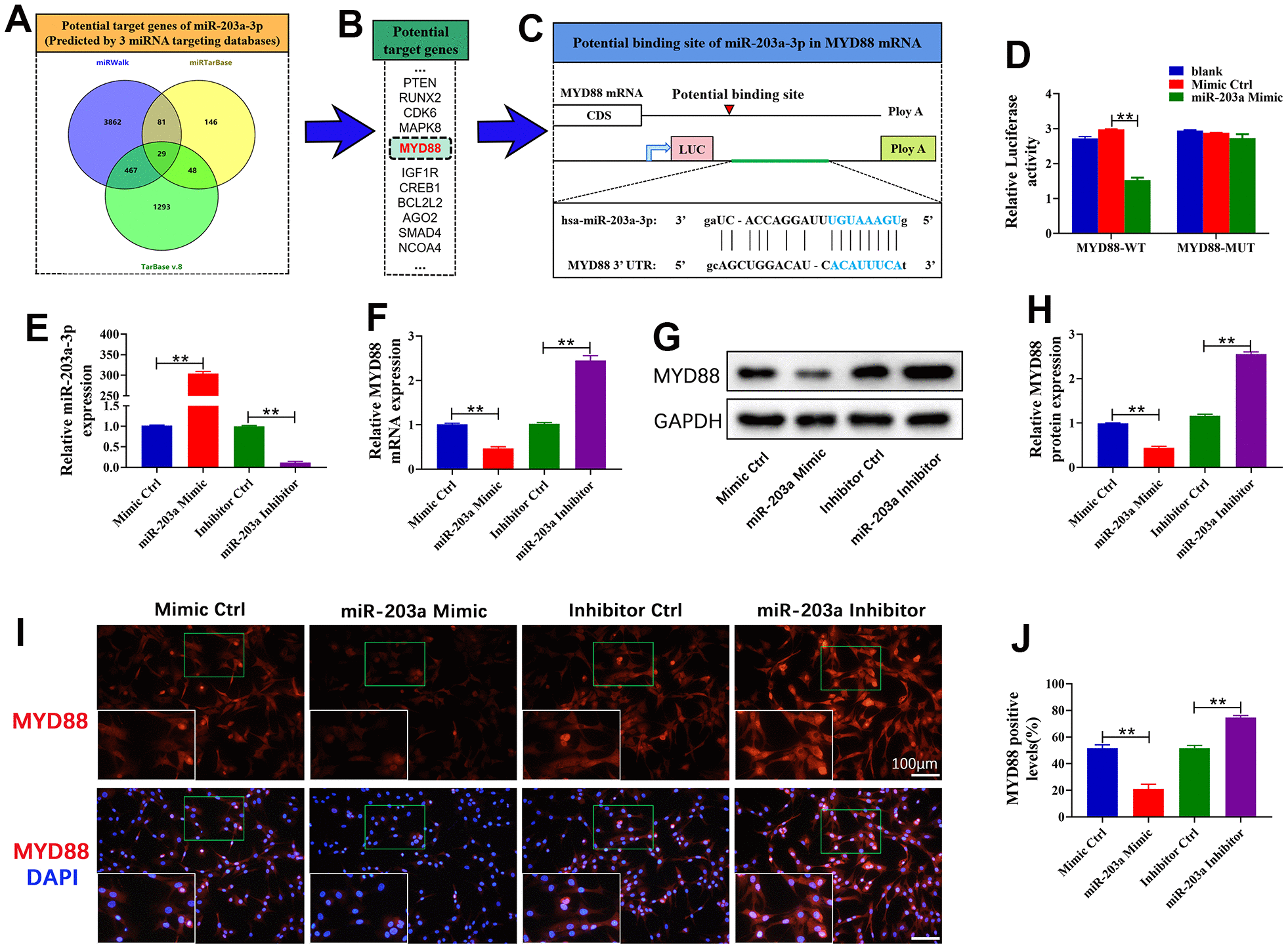 Mir 203a 3p Attenuates Apoptosis And Pyroptosis Of Chondrocytes By Regulating The Myd88nf κb