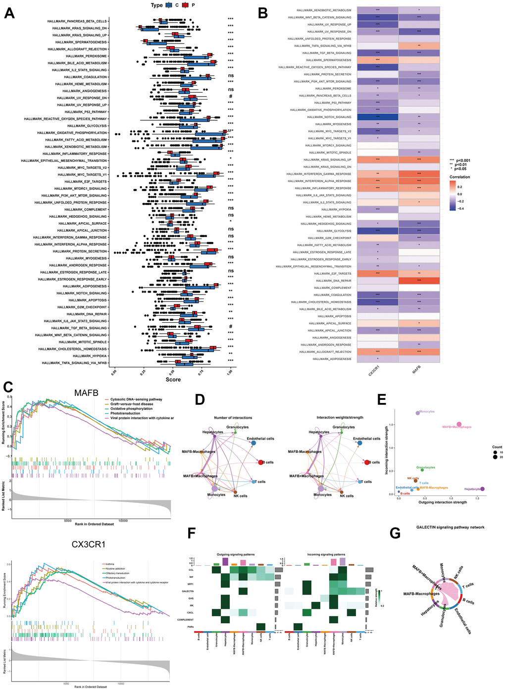 Enrichment analyses by ssGSEA and single-gene GSEA. (A) The specific distribution of 50 hallmark gene sets in the NAFLD group and control group samples. (B) The correlation analysis of 50 hallmark gene sets and 2 top feature genes. (C) Gene sets enrichment analysis (GSEA) identifies top five signaling pathways that are significantly enriched in the high expression of MAFB or CX3CR1. (D) Circle plot showing the communication strength between interacting cells. (E) Scatter plot indicating the incoming and outgoing interaction strength of the cells. (F) The dot plot showing the comparison of outgoing and incoming signaling patterns. (G) The cell communication between MAFB+ macrophages and other cells in the GALECTIN signaling pathway. *P 