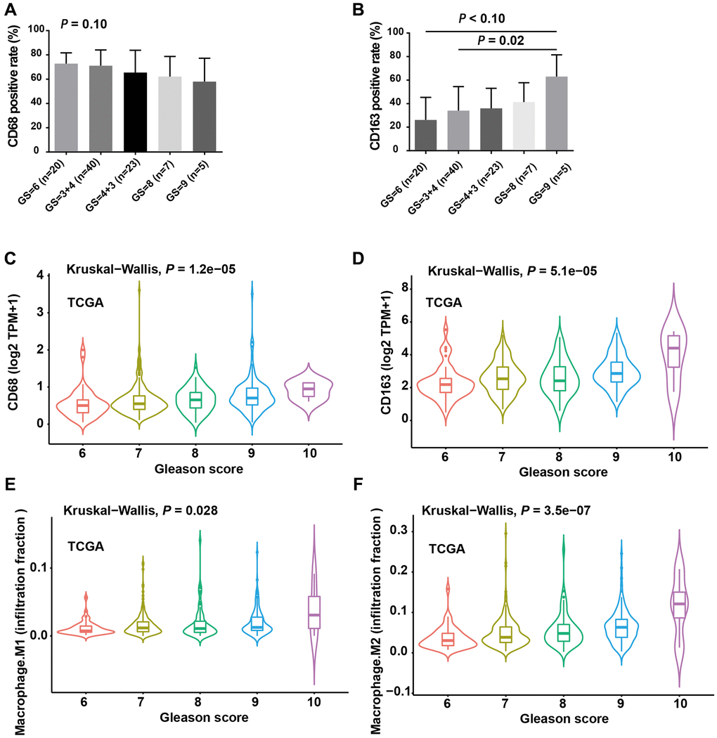 The infiltration levels of M2 TAMs were positively correlated with Gleason score. (A) CD68 positive rate was moderately negatively correlated with Gleason score (GS). (B) CD163 positive rate increased with increasing GS and the difference was more obverse between GS = 9 and GS = 6/3+4 group. (C) Violin plot showed the expression level of CD68 mRNA with increasing GS. (D) The expression level of CD274 mRNA was positively correlated with GS. (E) Violin plot showed the infiltration levels of M1 macrophages with increasing GS. (F) Violin plot showed the infiltration levels of M2 macrophages with increasing GS. A, B and C. ANOVA test; C, D and E, Kruskal-Wallis test.