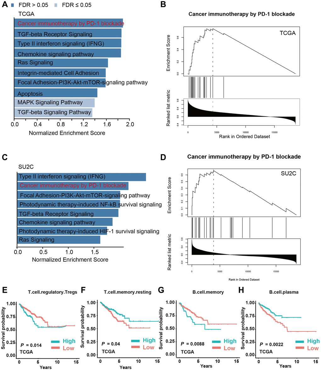 M2 macrophage infiltration is a key factor involved in immune modulation in PCa. (A, B) Gene set enrichment analysis (GSEA) of PCa patients with high and low infiltration levels of M2 macrophages in the TCGA-PRAD dataset. (C, D) GSEA analysis of PCa patients with high and low infiltration levels of M2-TAMs in prad