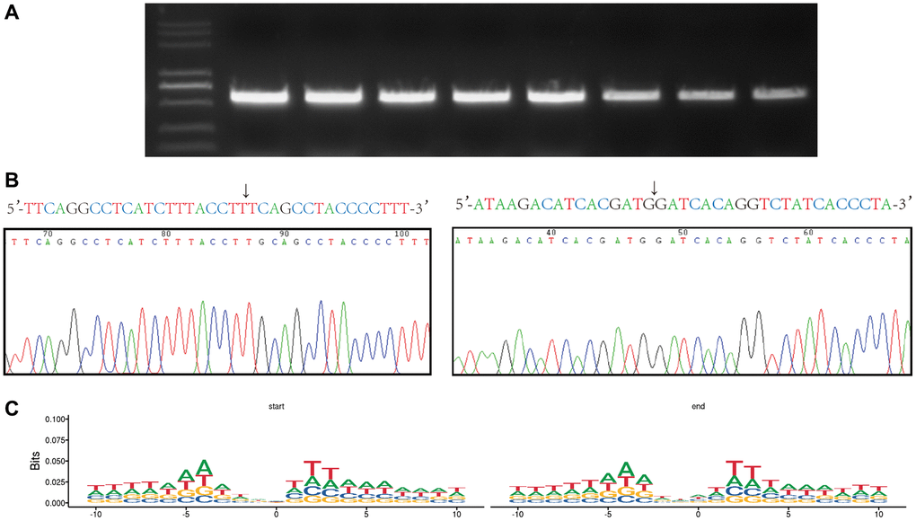 Verification of the the eccDNA ‘junctional and motif analysis of all eccDNA’ junctional sites. (A) Agarose gel electrophoresis of PCR products from eccDNA. (B) Base sequence of the junctional sites we obtained from eccDNA sequencing and Sanger sequencing. The arrow indicates the junction. (C) Motif analysis of the junctional sites obtained from the high-throughput sequencing. Consecutive represents ≥three consecutive identical bases at the start and end positions of eccDNA molecules with 4 bp spacers in between.