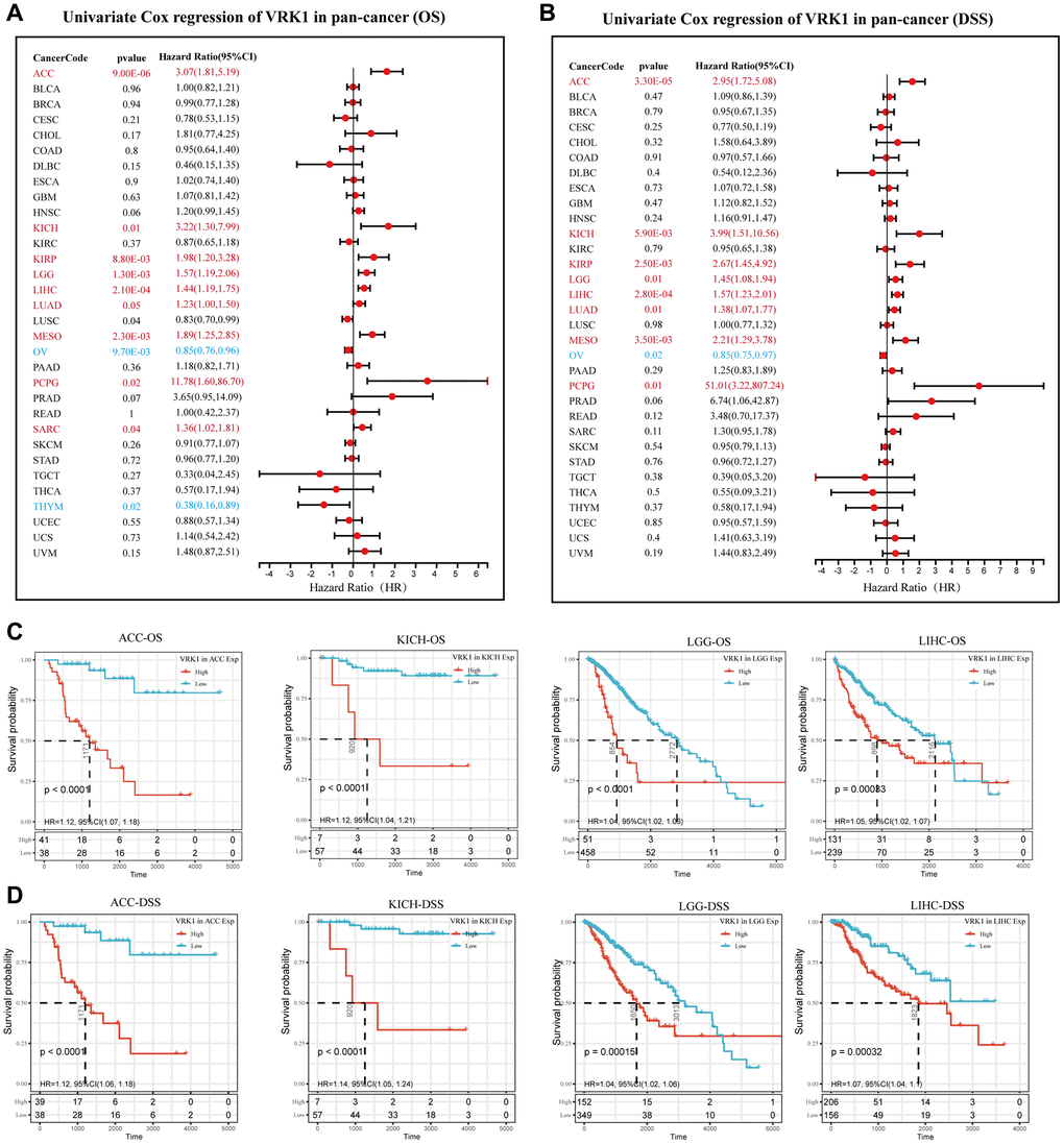 Predictive analysis of VRK1 in pan-cancer. (A) The forest plot shows the association between VRK1 expression and cancer OS by the univariate Cox regression method. (B) The forest plot shows the association between VRK1 expression and cancer DSS by the univariate Cox regression method. (C) Kaplan-Meier OS curves of VRK1 in ACC, KICH, LGG, and LIHC. (D) Kaplan-Meier DSS curves of VRK1 in ACC, KICH, LGG, and LIHC.