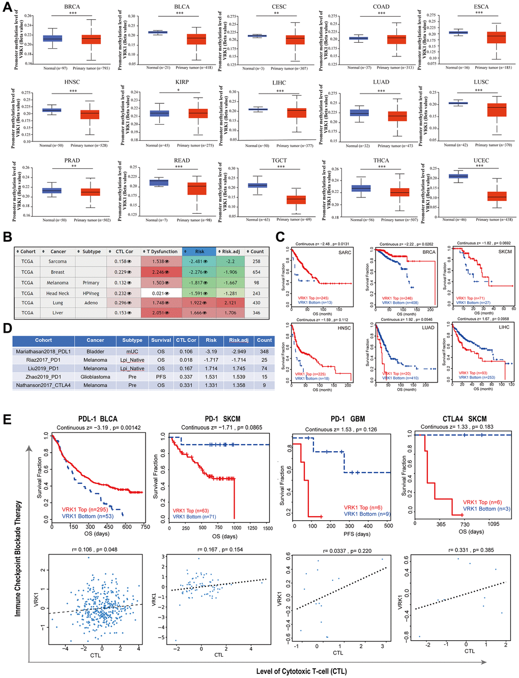 Correlation analysis with methylation profile. (A) Boxplots showing differential VRK1 methylation levels (beta values) between tumors and adjacent tissues across the TCGA dataset. (B) Heatmap showing the roles of VRK1 methylation in cytotoxic T-cell levels (CTLs), dysfunctional T-cell phenotypes, and risk factors of TCGA cancer cohorts. (C) Kaplan-Meier curves of OS differences between TCGA cancer cohorts with high methylation levels and those with low methylation levels of VRK1. (D, E) The upper panel displays Kaplan-Meier curves illustrating the survival ratios of cancer cohorts with high and low expression levels of VRK1 as a measure of the immunotherapeutic response (immune checkpoint blockade). The lower panel presents the correlation between VRK1 expression levels and cytotoxic T-cell levels (CTL) in these cohorts. Only statistically significant differences between the cohorts in TCGA cancers are included in the analysis.