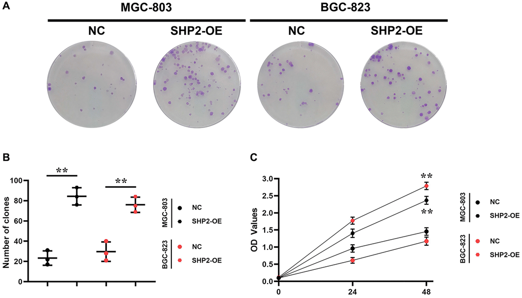 SHP2 in TAM can promote the proliferation of gastric cancer. (A) Results of colony formation assay; (B) Statistics of the clone formation cell number; (C) Results of CCK8 assay. **P 