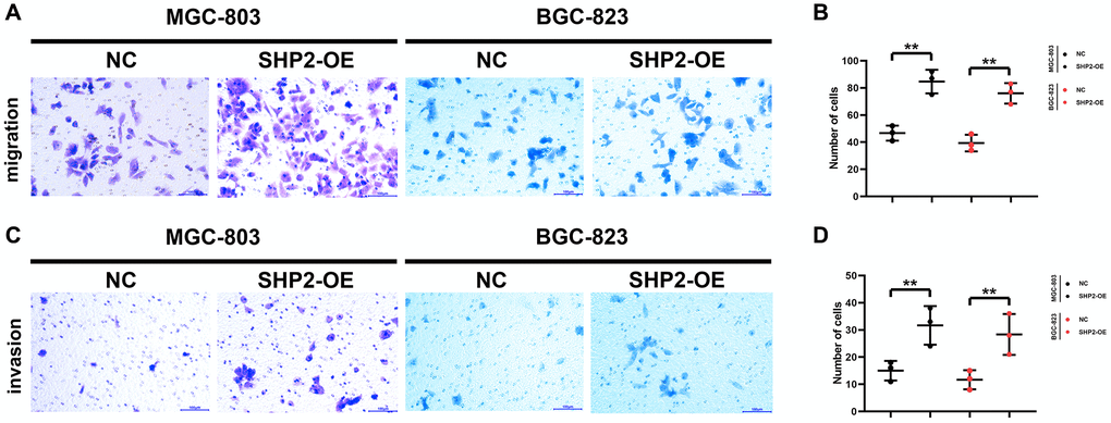 SHP2 in TAM can promote the migration and invasion of gastric cancer. (A) Results of the migration experiment; (B) Statistics of the number of migration cells; (C) Results of the invasion experiment; (D) Statistics of the number of invasion cells. **P 