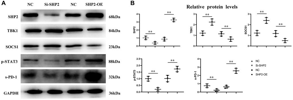 Effect of SHP2 in TAM on p-STAT3, s-PD-1, TBK1 and SOCS1 expression. (A) Western blotting results for SHP2, p-STAT3, s-PD-1, TBK1 and SOCS1; (B) Statistics of relative protein expression levels of SHP2, p-STAT3, s-PD-1, TBK1 and SOCS1. **P 
