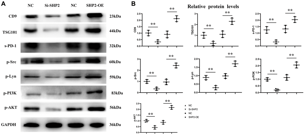 Effect of SHP2 in TAM on the expression of CD9, TSG101, s-PD-1 in exosomes and the expression of p-Src, p-Lyn, p-PI3K and p-AKT in TAM. (A) Western blotting results for CD9, TSG101, s-PD-1, p-Src, p-Lyn, p-PI3K and p-AKT; (B) Statistics of relative protein expression levels of CD9, TSG101, s-PD-1, p-Src, p-Lyn, p-PI3K and p-AKT. **P 
