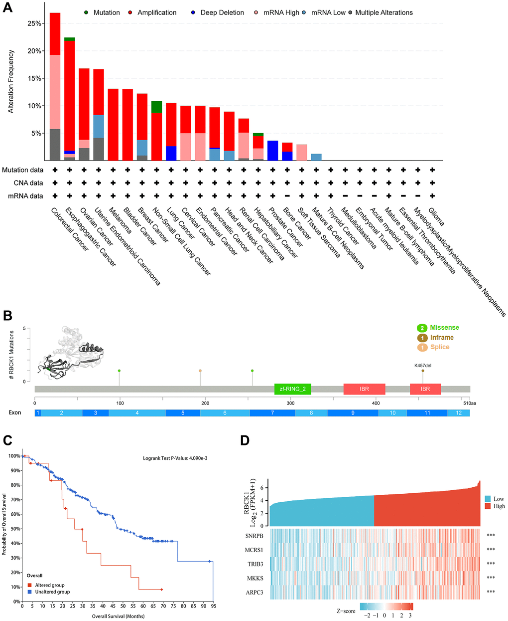 Alteration frequency and co-expression of RBCK1 across cancers. (A) alteration frequency of RBCK1 in various cancer types. (B) the 3D structure of RBCK1 protein and mutation sites are displayed. (C) Kaplan-Meier survival analysis of patients with or without RBCK1-mutant. (D) top 5 relative association to RBCK1.