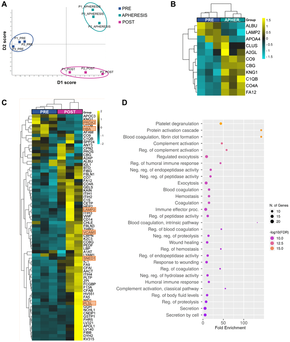 Plasma proteomic changes following autologous stem cell ovarian transplantation in patients with poor ovarian response. (A) Discriminant analysis plot considering the expression of the 296 quantified proteins, showing a clear separation between the PRE, APHERESIS, and POST samples. (B) Heatmaps depicting the hierarchical clustering of the 11 differentially expressed proteins (DEPs) between PRE and APHERESIS samples and (C) 70 DEPs between PRE and POST samples. The most prominent changes after ASCOT, considering the estimated fold change, highlighted in orange. Dot plot showing the top 30 significantly enriched (FDR D). The heatmaps are color coded according to protein expression determined by SWATH™ analysis, where yellow and turquoise indicate an increase or decrease in expression, respectively.