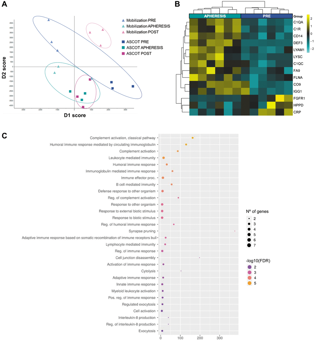 Plasma proteomic changes following stem cell mobilization in patients with premature ovarian insufficiency. (A) Discriminant analysis plot considering all PRE and all APHERESIS samples together. ASCOT, autologous stem cell ovarian transplantation. Heatmap depicting the hierarchical clustering of the 14 differentially expressed proteins between the PRE and APHERESIS samples (B), and dot plot showing the corresponding top 30 significantly enriched (FDR C). The heatmap is color coded according to protein expression determined by SWATH™ analysis, where yellow and turquoise indicate an increase or decrease in expression, respectively.