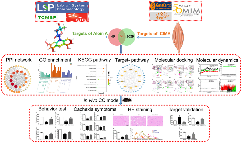 Flowchart of the network pharmacology, molecular docking, molecular dynamics and experimental validation to investigate pharmacological mechanism of Aloin A against CC-induced muscle atrophy.