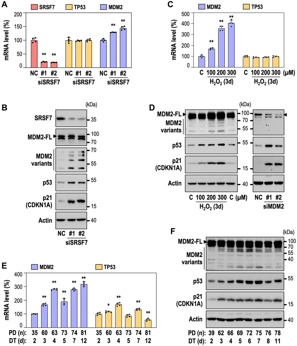 SRSF7 knockdown-mediated senescence is accompanied by the generation of MDM2 splice variants. (A, B) HDFs (DT2) were transfected with siRNA against either negative control (NC) or SRSF7 for 4 days. (A) mRNA level of SRSF7, TP53, MDM2 using qPCR. (**p t-test). (B) Western blot analysis of MDM2 splice variants, p53 and p21. (C) mRNA level of MDM2 and TP53 in dose-dependent OSIS using qPCR. (**p t-test). (D) Western blot analysis of MDM2 splice variants, p53 and p21 in dose dependent OSIS, along with western blot analysis of MDM2 knockdown. HDFs (DT2) were transfected with siRNA against either NC or MDM2. (E) mRNA level of MDM2 and TP53 in RS using qPCR. (*p **p t-test). (F) Western blot analysis of MDM2 splice variants, p53 and p21 in RS.