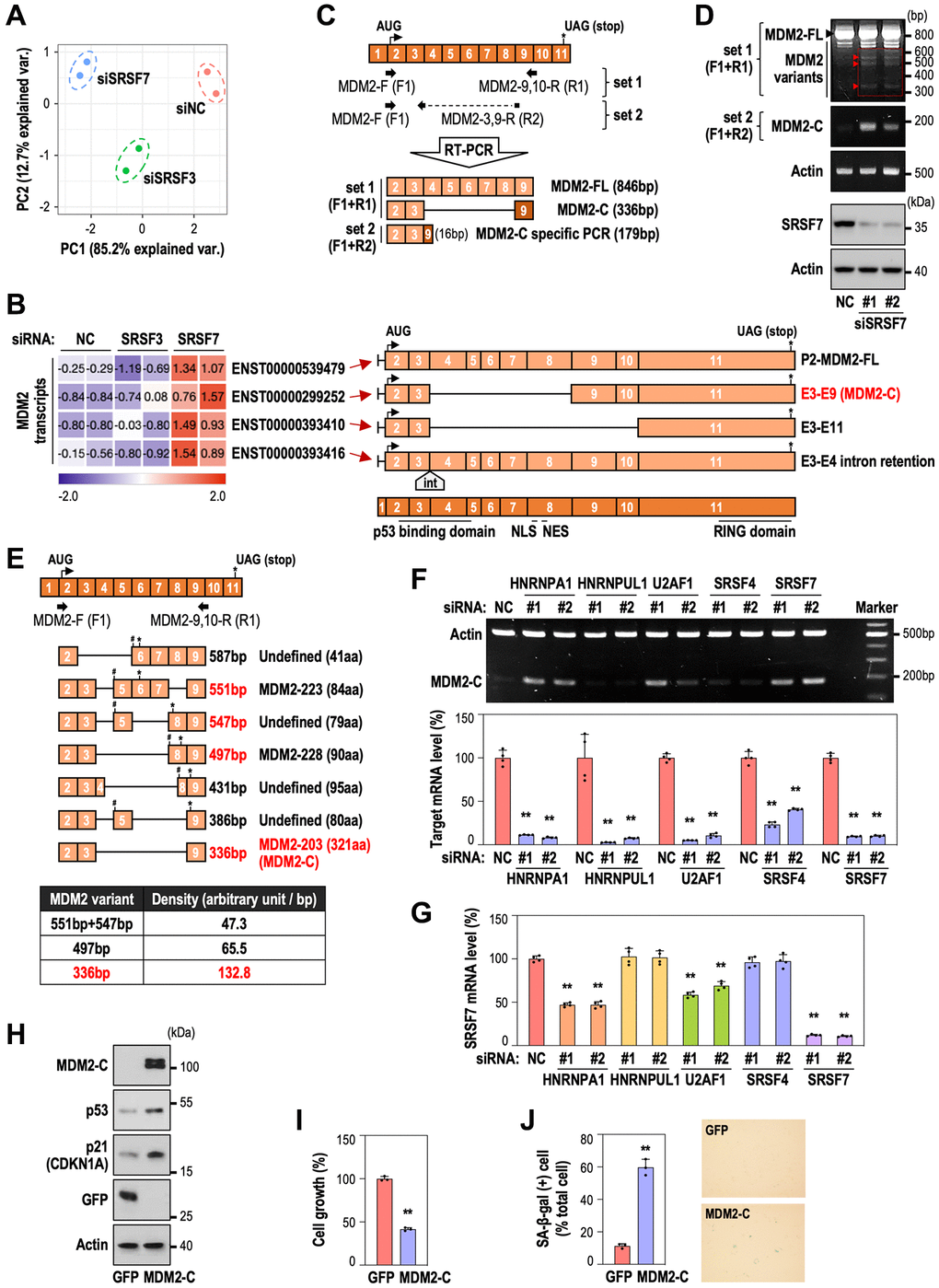 SRSF7 depletion modulates MDM2-C expression via alternative splicing. (A, B) RNA seq analysis. HDFs (DT2) were transfected with siRNA against either NC or SRSF3 or SRSF7 for 3 days. (A) Principal component analysis. (B) A heatmap of MDM2 transcripts, along with the schematic of each transcript. The values are scaled into z-score. Abbreviations: int: intron; NLS: nuclear localization signal; NES: nuclear export signal. (C) A diagram of exon composition of MDM2-FL with primer positions and exon numbers according to the updated MDM2 gene information (NM