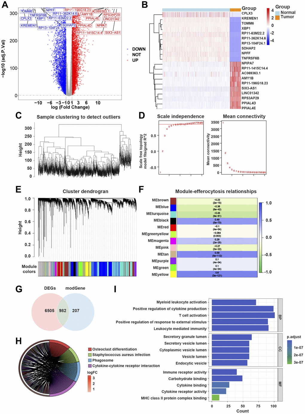 Efferocytosis-related differentially expressed genes (ERDEGs) were primarily involved in immune responses mediated by cytokines. (A) Volcano plot of DEGs in glioblastoma multiforme (GBM). (B) Heat map of top 10 upregulated and top 10 downregulated genes in GBM. (C) The Hclust function indicated that all samples in the training dataset were well clustered. (D) The soft-threshold power of 10 was selected to calculate adjacencies based on R2 > 0.85. (E) 12 modules were identified by dynamic tree cutting approach. (F) MEyellow and MEtan, which were mainly related to efferocytosis scores were selected, and 1,189 genes were considered as hub genes. (G) 982 ERDEGs were identified by crossing 1,189 hub gens with 7,487 DEGs found between GBM and normal samples. (H) Kyoto Encyclopedia of Genes and Genomes (KEGG) pathway analysis of ERDEGs. (I) Gene Ontology (GO) enrichment analysis of ERDEGs.