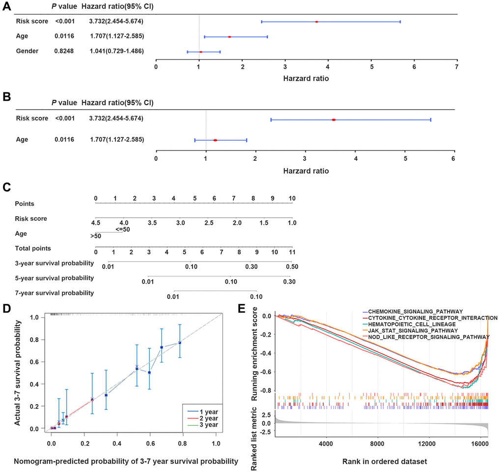 The nomogram model developed for predicting GBM patients’ prognosis. (A, B) Univariate and multivariate Cox regression analyses of the integration of risk scores and clinical parameters. (C) Development of a prognostic nomogram model for estimating GBM patients’ prognosis. (D) Calibration curve of the nomogram model at 3-, 5-, and 7-year. (E) Gene set enrichment analysis (GSEA) results, indicating the cytokine-cytokine receptor interaction, and JAK-STAT signaling pathway.