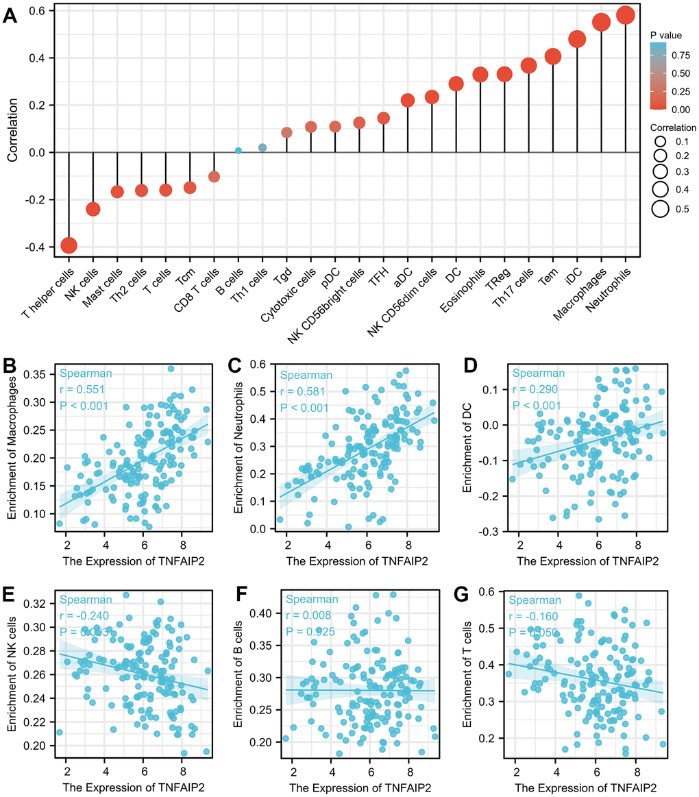 The expression of TNFAIP2 was associated with immune infiltration in the AML microenvironment. (A) Correlations between TNFAIP2 expression and the relative abundances of 24 types of immune cells. The size of the dot corresponds to the absolute Spearman correlation coefficient. (B–G) The relationships between the expression of TNFAIP2 and the relative enrichment scores of immune cells (including macrophages, neutrophils, dendritic cells, natural killer cells, B cells and T cells).