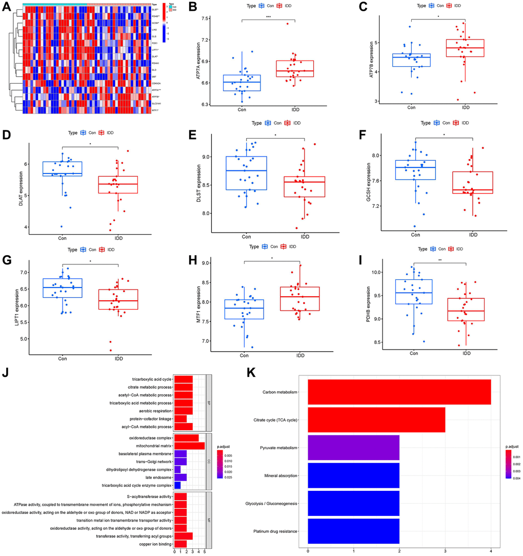 Identification of the 16 cuproptosis modulators in IDD. (A) Expression heat map of the 16 cuproptosis modulators in controls and IDD cases. (B–I) Differential expression boxplots of 8 significant cuproptosis modulators identified between controls and IDD cases. (J, K) GO and KEGG enrichment analysis based on the 8 significant cuproptosis modulators. *p **p ***p 