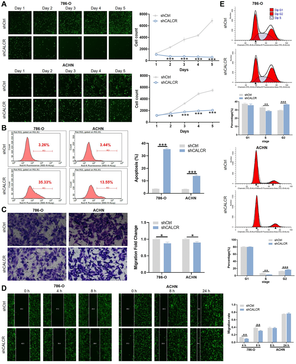 CALCR promotes malignant phenotypes of renal carcinoma cells. (A) Cell proliferative capacities of 786-O and ACHN cells transfected with shCtrl or shCALCR lentivirus were evaluated by Celigo cell count assay. (B) Alterations of cell apoptosis in 786-O and ACHN cells transfected with shCtrl or shCALCR lentivirus were analyzed by flow cytometry. (C, D) Cell migratory abilities of 786-O and ACHN cells transfected with shCtrl or shCALCR lentivirus were assessed by (C) transwell assay and (D) wound-healing assay. (E) The effect of CALCR on cell cycle distribution was analyzed by flow cytometry. The representative images were selected from at least 3 independent experiments. Results were presented as mean ± SD. *p **p ***p 