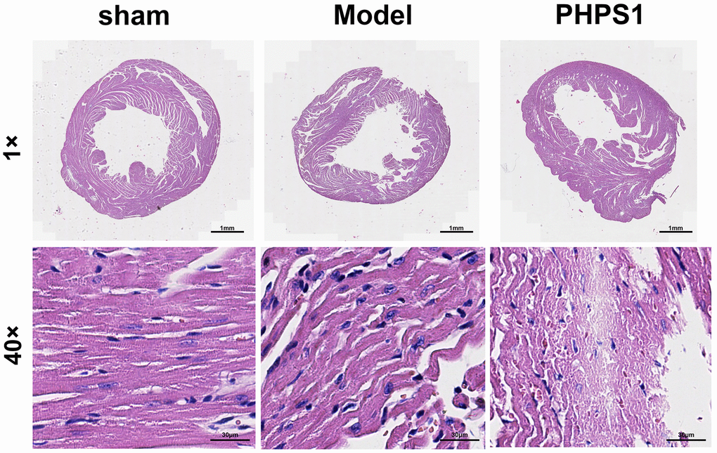 HE staining results of myocardium in mice of each group.