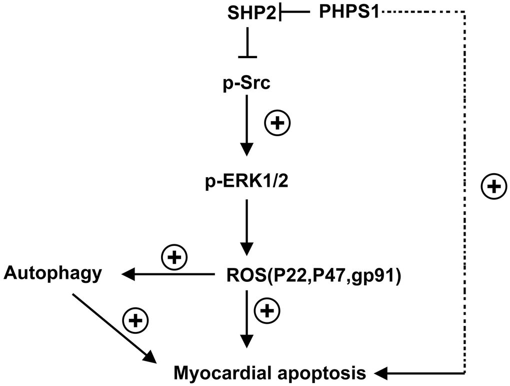 Schematic diagram of myocardial injury induced by SHP2 in sepsis.