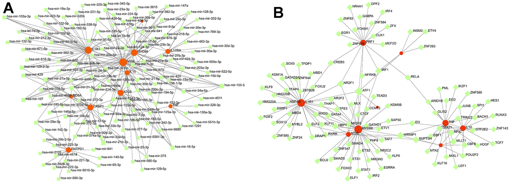 Exploration of the interaction between diagnosis-related genes and miRNA and TF. (A) The miRNA-mRNA interaction network of diagnosis-related genes. (B) The mRNA-TF interaction network of diagnosis-related genes.