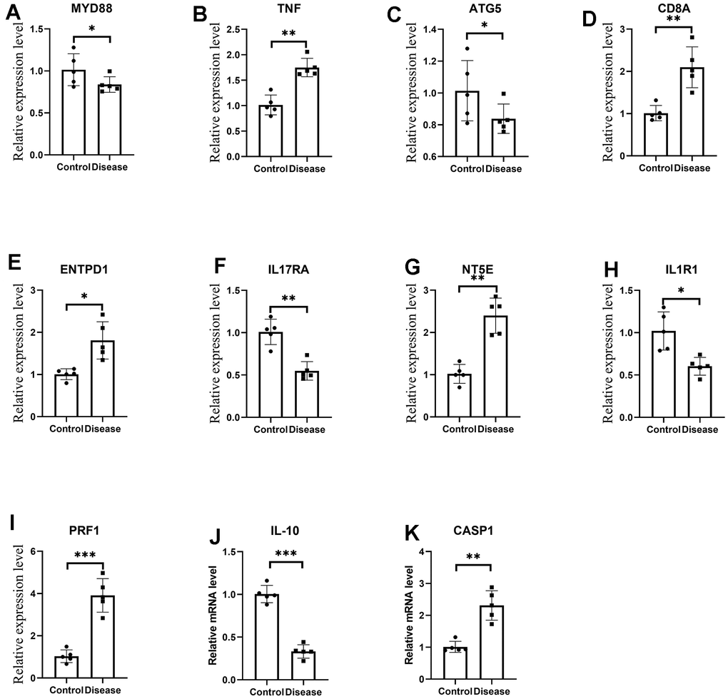 (A–K) are the mRNA expression levels of MYD8, TNF, ATG5, CD8A, ENTPD1, IL17RA, NT5E, IL1R1, PRF1, IL-10 and CASP1 by qRT-PCR. *p