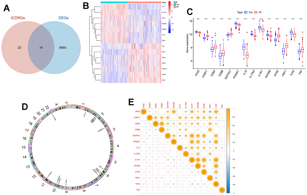 The expression landscape of DEICDRGs. (A) The intersection Wayne diagram of DEGs and ICDRGs (p=3.409506e-52). (B) The expression heat map of DEICDRGs obtained by differential expression analysis. (C) The box diagram of the differential expression of DEICDRGs in HF and its control group. (D) The chromosome map of DEICDRGs. (E) The correlation analysis heat map of DEICDRGs.