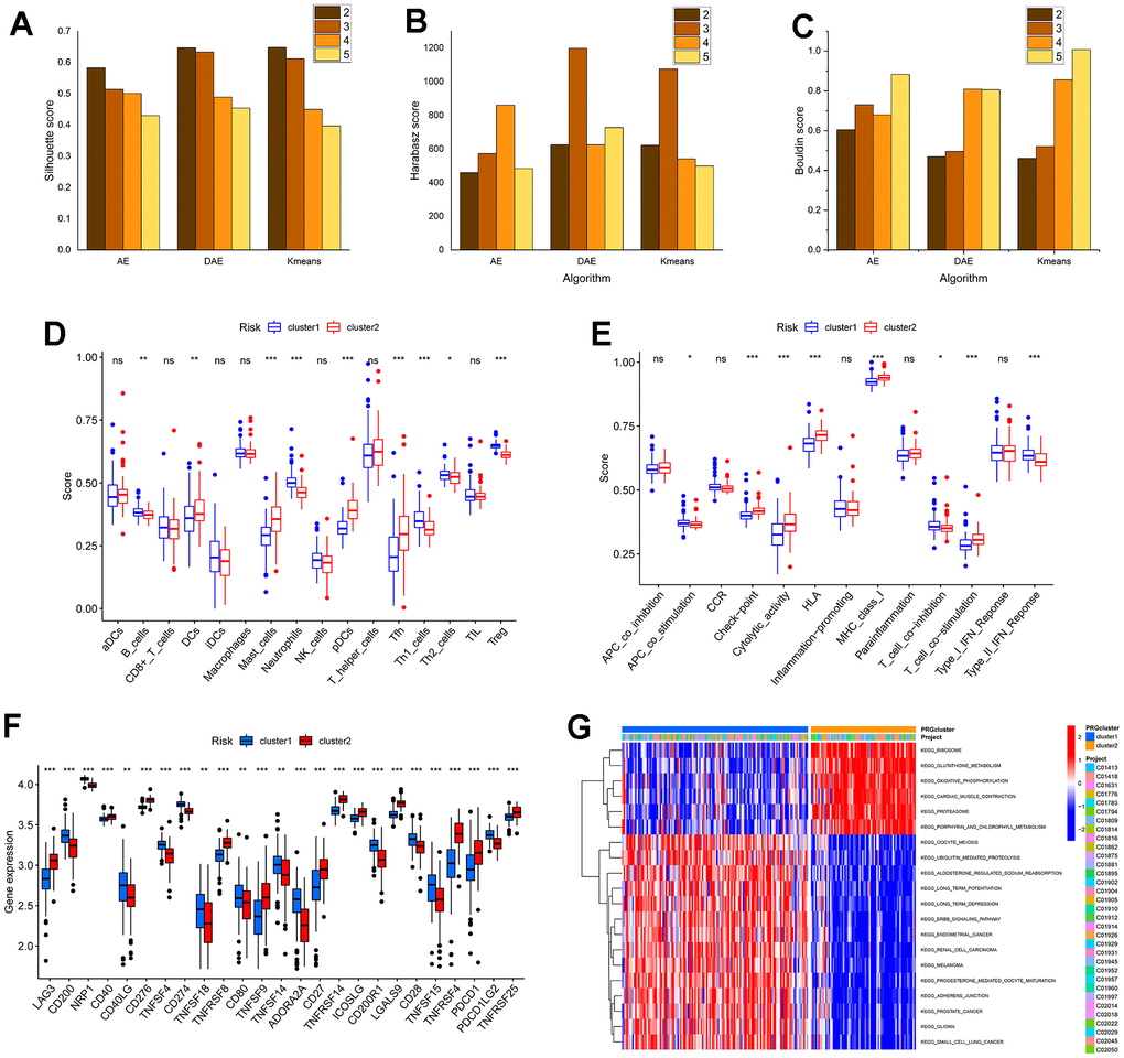 The performance of algorithm and the analysis of subtypes based on DEGs identification in the immune microenvironment and biological function characteristics. (A–C) are the histogram of the sample contour coefficient, Calinski-Harabasz Index, and Davies-Bouldin Index of three algorithms under four clustering numbers, respectively. (D, E) are the difference box diagram of infiltration abundance and immune function of immune cells among different types, respectively. (F) The box diagram of the difference in immune examination sites between different subtypes. (G) The GSVA analysis between subtypes.