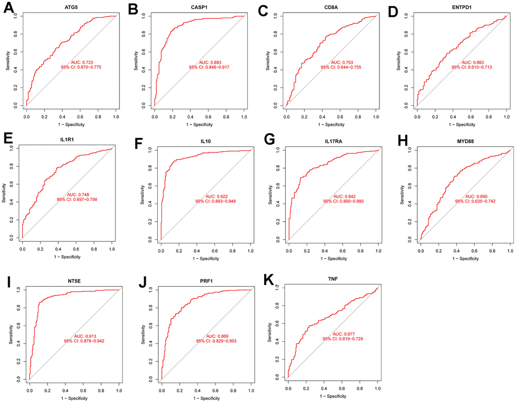 Diagnostic performance verification of diagnostic genes and diagnostic models in the training set. (A–K) are ROC curves of ATG5, CASP1, CD8A, ENTPD1, IL1R1, IL10, IL17RA, MYD88, NT5e, PRF1 and TNF in the training set, respectively.