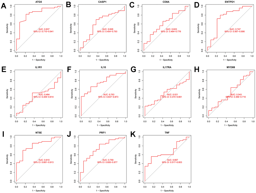 Diagnostic performance verification of diagnostic genes and diagnostic models in the test set. (A–K) are ROC curves of ATG5, CASP1, CD8A, ENTPD1, IL1R1, IL10, IL17RA, MYD88, NT5e, PRF1, and TNF in the test set, respectively.