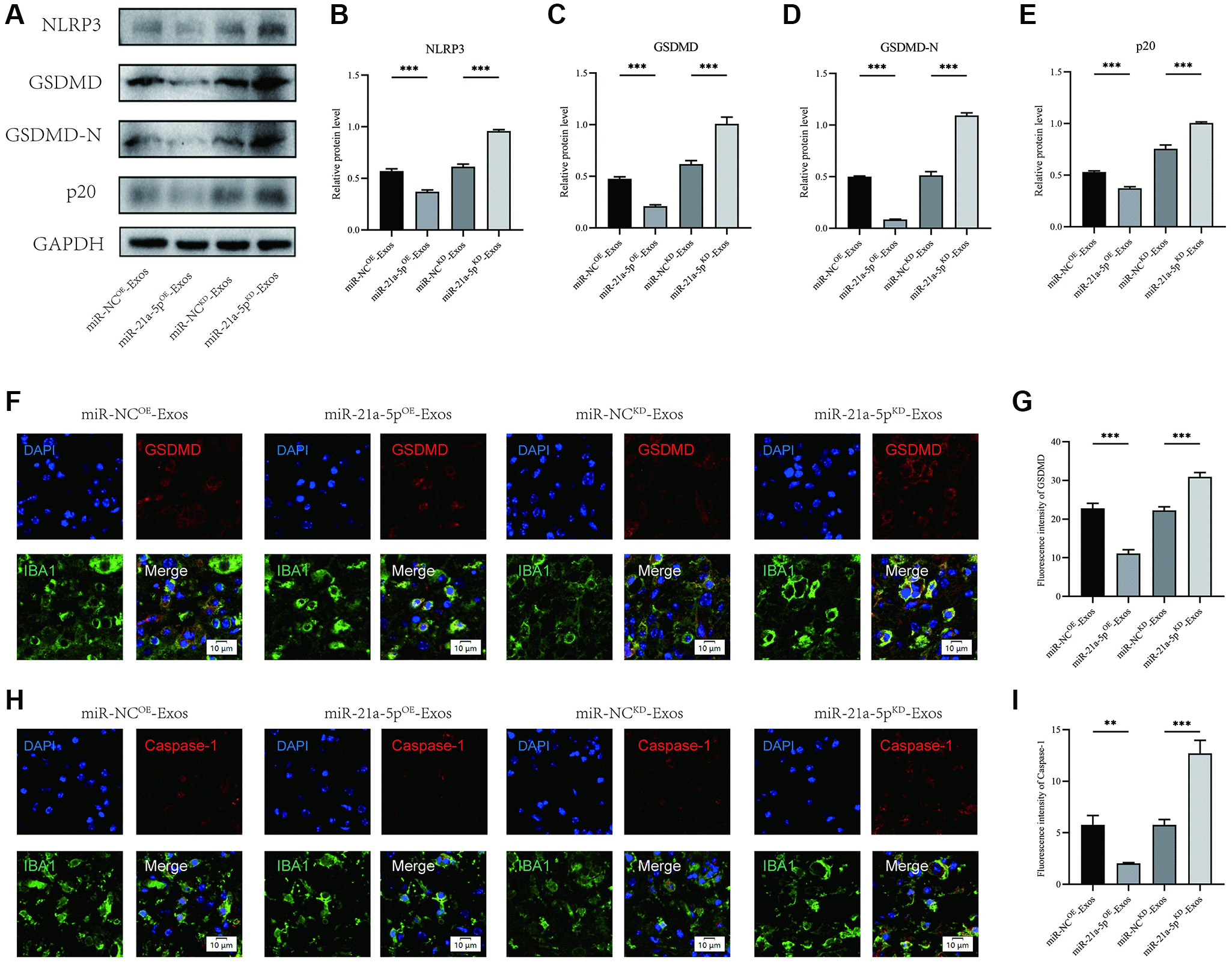 BMSCs-derived exosomes inhibit macrophage/microglia pyroptosis by ...