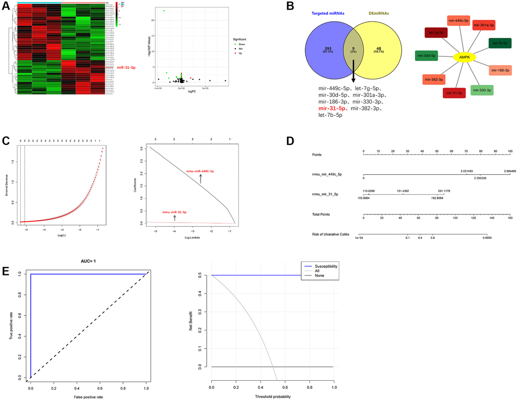 The highly expressed miRNA molecules that can target AMPK in UC were systematically screened. (A) Heat map and volcano map of DEmiRNAs. (B) Intersection diagram and cytoscape diagram of DEmiRNAs and AMPK-targeting miRNAs. (C) Path compression diagram and model diagram of LASSO regression. (D) Diagnostic model of mmu-miR-449C-5p and mmu-miR-31-5p (nomogram). (E) ROC curve and DCA curve of model validation.