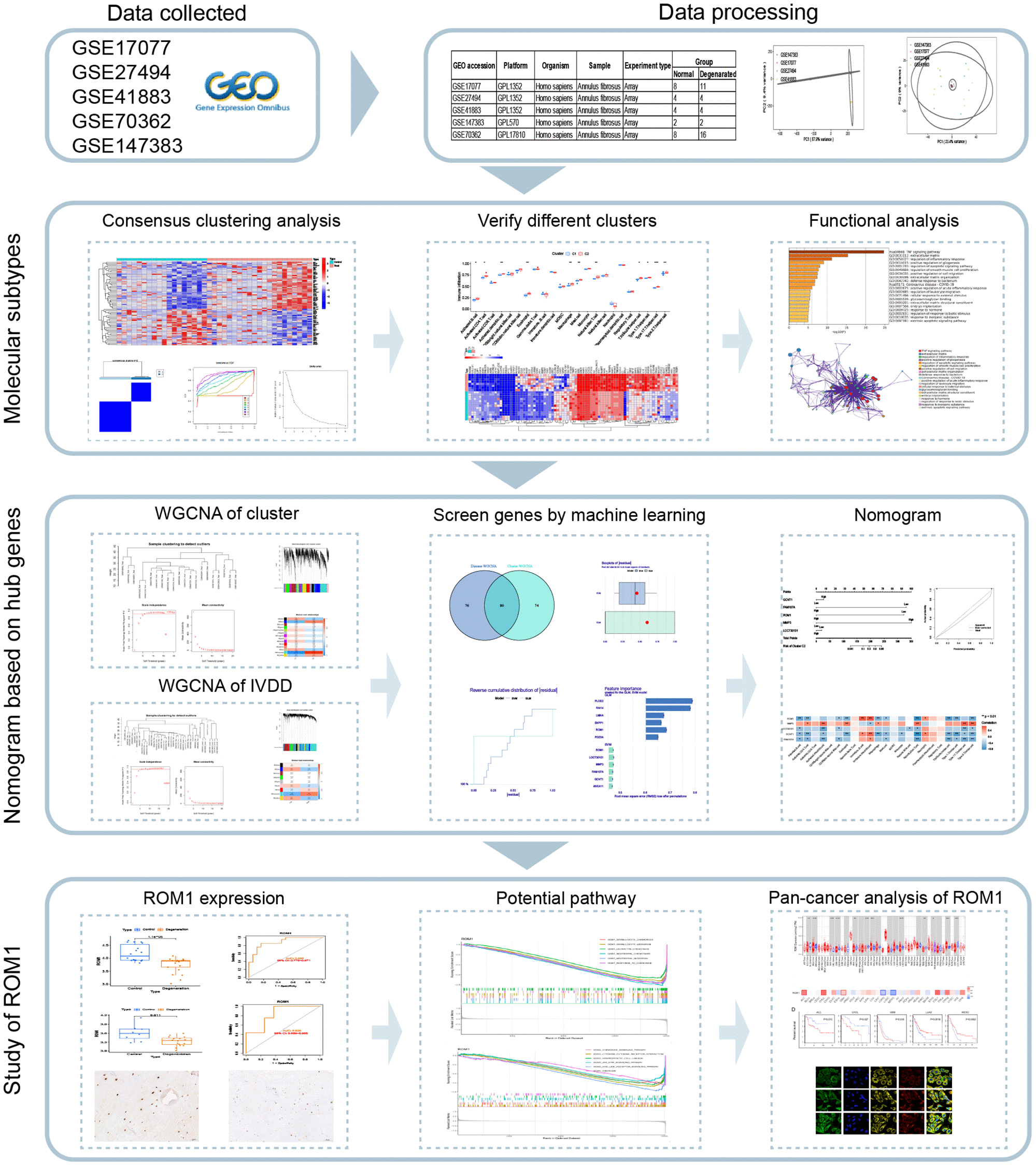 Comprehensive analysis of gene expression profiles of annulus fibrosus ...