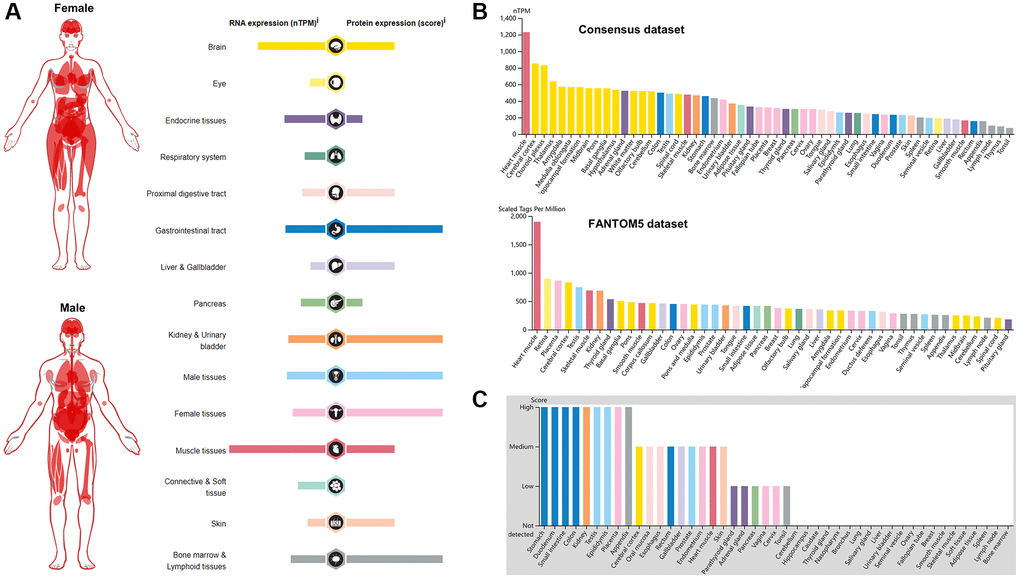 Pattern of BSG expression in normal tissues. (A) mRNA and protein expression profiles of BSG in different normal human tissues. (B) BSG mRNA expression in various tissues or organs from Consensus dataset and Fantom5 dataset. (C) BSG protein expression in various tissues or organs based on immunohistochemistry scores.