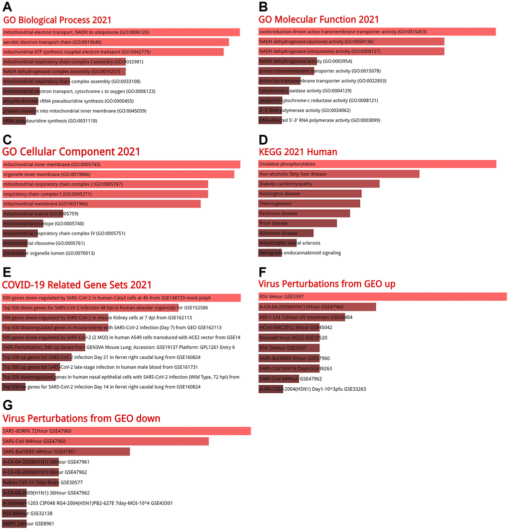 GO enrichment analysis and KEGG signaling pathway analysis. (A) Biological processes, (B) molecular functions, (C) cellular components, (D) KEGG analysis, (E) COVID-19 related gene sets 2021, (F) virus perturbations from GEO up, (G) virus perturbations from GEO down. Abbreviations: GO: gene ontology; KEGG: Kyoto encyclopedia of genes and genomes.