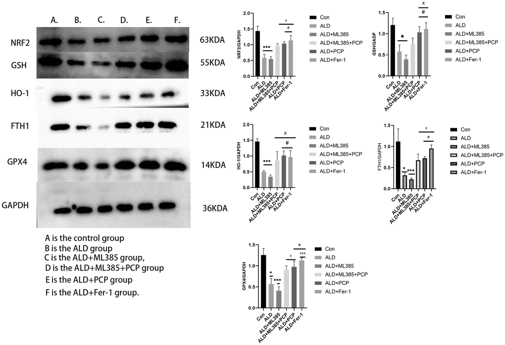 Effects of Poria cocos polysaccharides (PCPs) on Nrf2 and ferroptosis-related signaling pathways in BLR3A cells. Compared with the control group, the levels of Nrf2, GSH, FTH1, HO-1, GPX4 in BLR3A cells were significantly reduced after the alcohol and ML385 intervention (PPP*P***P#P###PxPxxxP