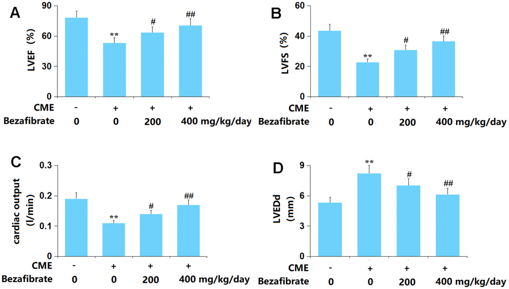 Bezafibrate improved cardiac function after coronary microembolization (CME) induction. (A) Left ventricular ejection fraction (LVEF); (B) Left ventricular fractional shortening (LVFS); (C) Cardiac output (CO); (D) Left ventricular end-diastolic diameter (LVEDd) (n=12, **, p#, ##, p