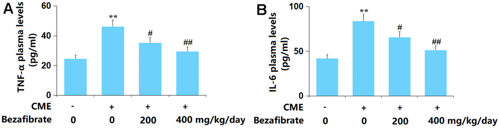 Bezafibrate inhibited the expression of pro-inflammatory mediators TNF-α and IL-6 against CME. (A) Plasma levels of TNF-α; (B) Plasma levels of IL-6 (n=12, **, p#, ##, p